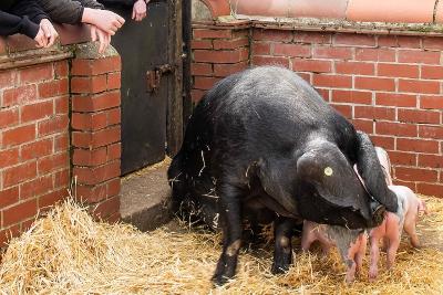 Photograph of children looking at a black pig and pink piglets