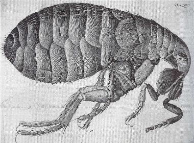 Scientific drawing of a flea from Micrographia 1665, Robert Hooke. [Public domain]